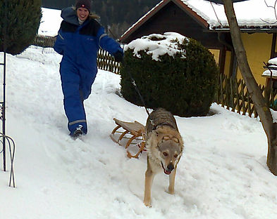 Hundetraining Leoben