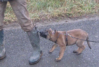 Problemhundetraining
