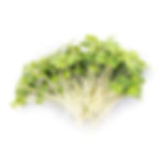 Thumbnail: Rocket Salad Arugula Microgreen Seeds