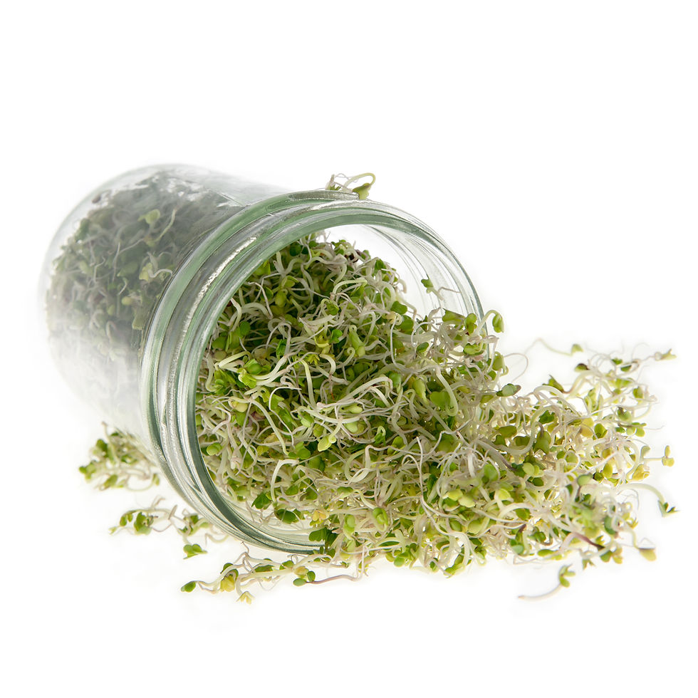 Thumbnail: Calabrese Broccoli Sprouting & Microgreen Seeds
