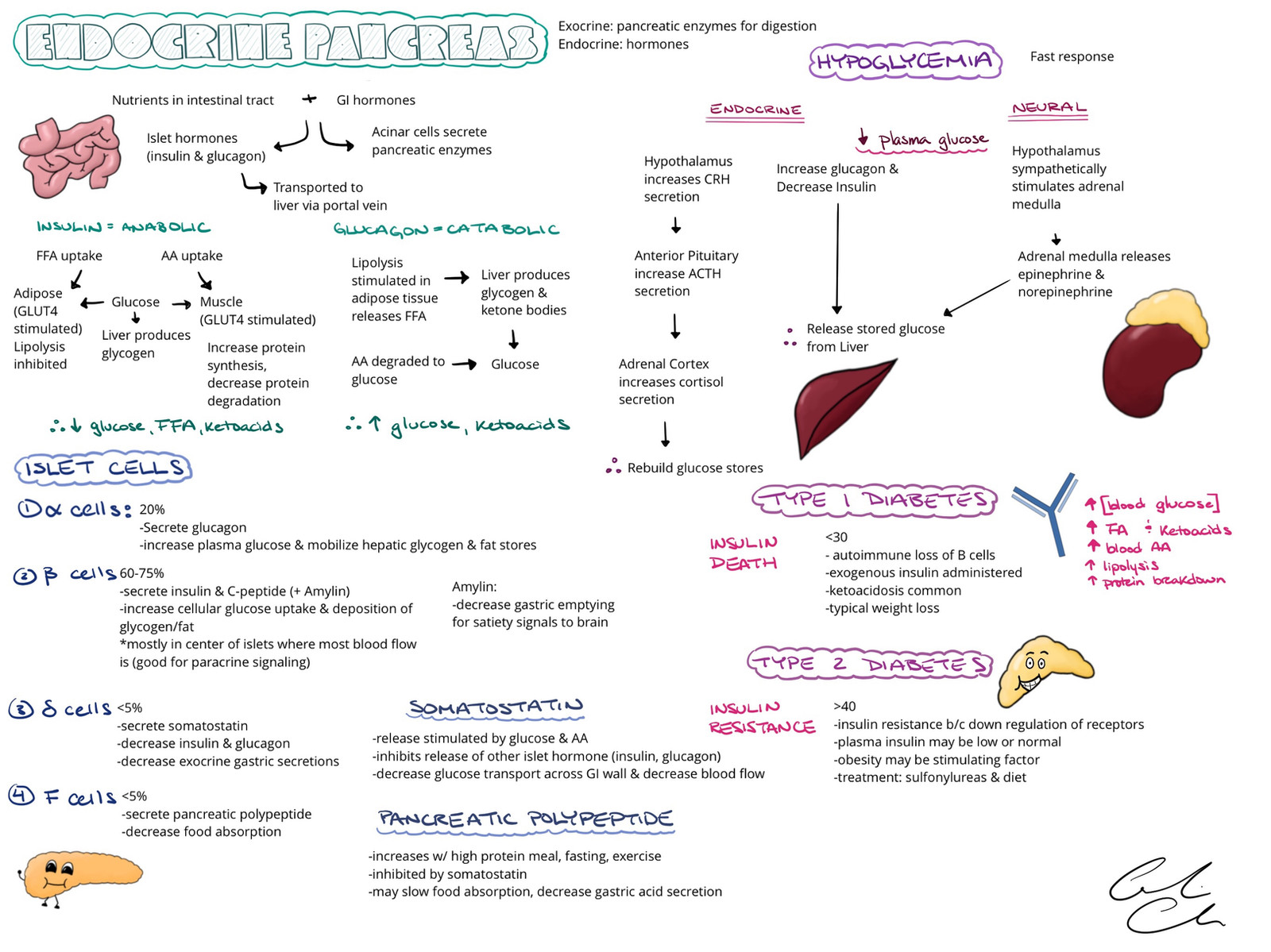 The Endocrine Pancreas
