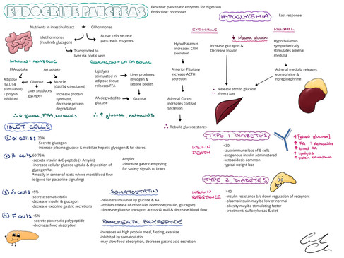 Human Physiology | themedicallyinclined