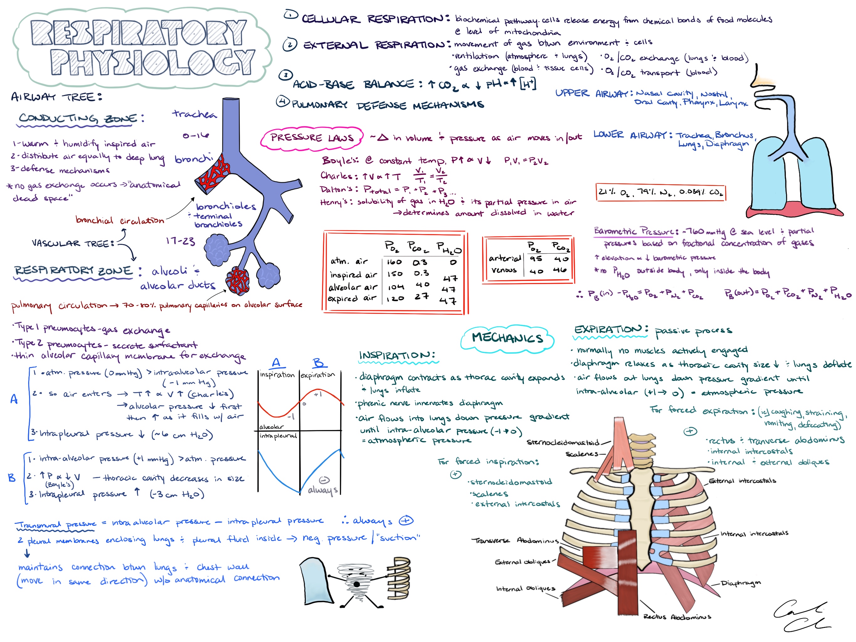 MCAT prep | themedicallyinclined cognitive dissonance diagram 