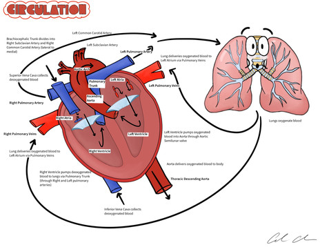 Cardiovascular | themedicallyinclined
