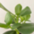 Plante_edited.jpg