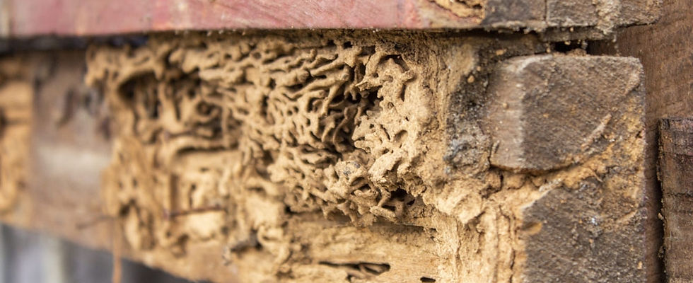 Image bois rongé par les termites