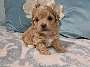 principal maltipoo.jpg