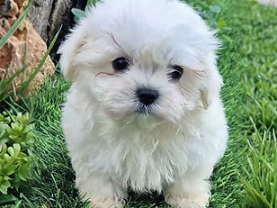 bichon-maltes-cachorro-blanco-cesped-alh