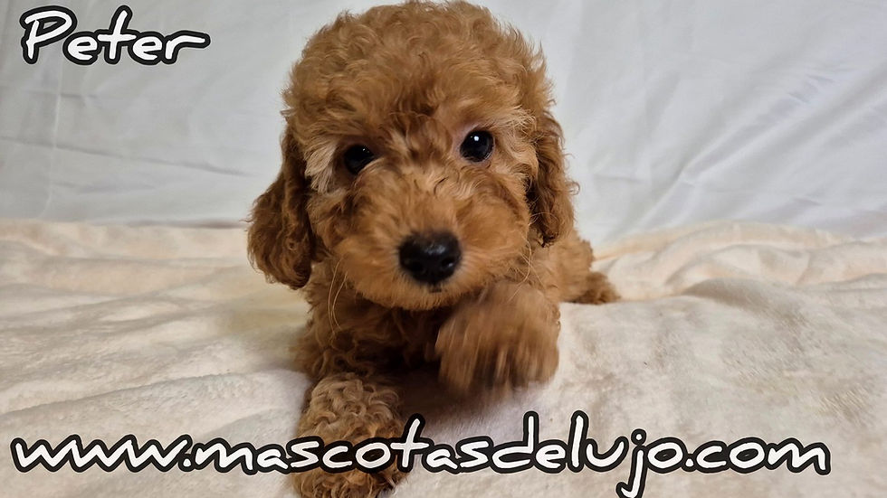 cachorro-caniche-toy-apricot-peter-primer-plano-cama-blanca-alhambramascotas-17