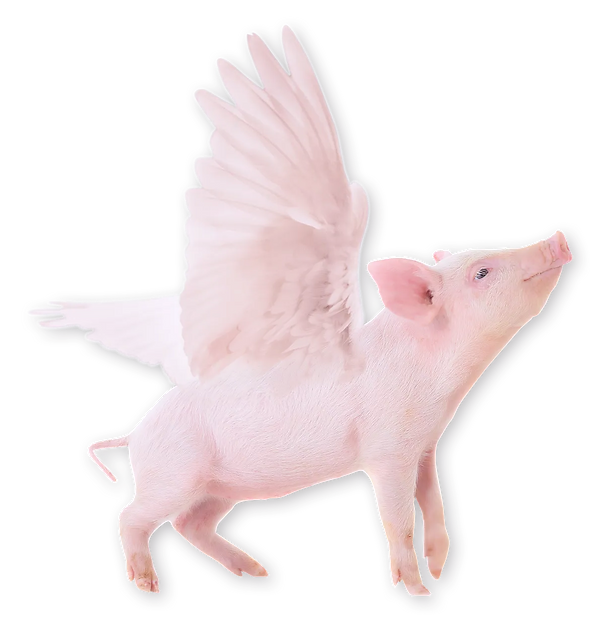 Flying-Pig_NOSKY_edited_edited.png