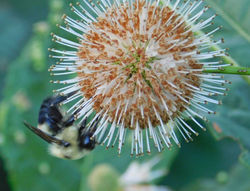 Bumblebee on Buttonbush