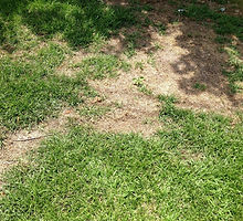 Lawn Disease Care
