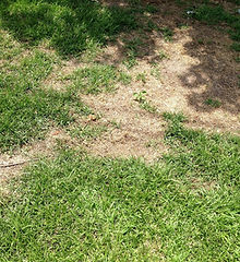 Lawn Disease Care
