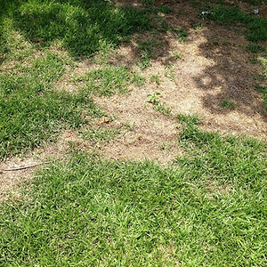Lawn Disease Care