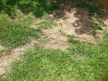 Lawn Disease