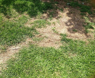 Lawn Disease Care