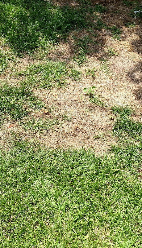 Lawn Disease Care