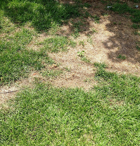 Lawn Disease Care