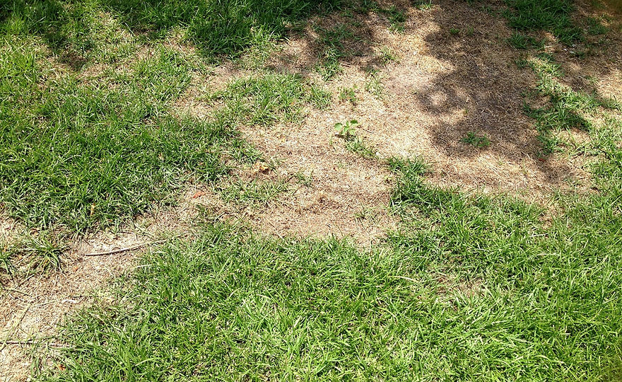 Lawn Disease Care