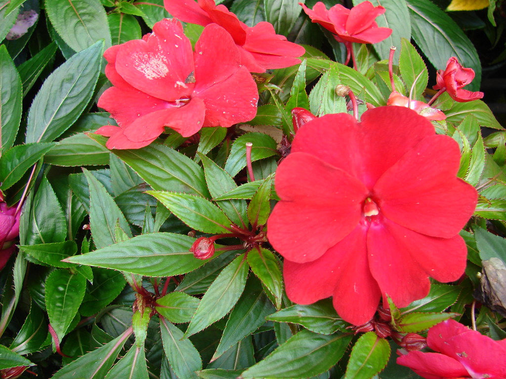 8" Impatiens (New Guinea)