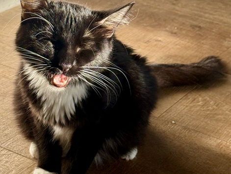 Kitten with FIP Feline Infectious Peritonitis Tampa Bay, FL