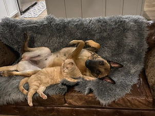 Belgian Malinois with cat