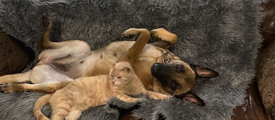 Belgian Malinois with cat