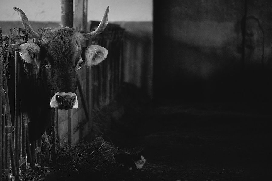 cow-3953638_1280.jpg