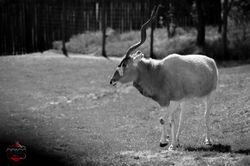 IMG_9938