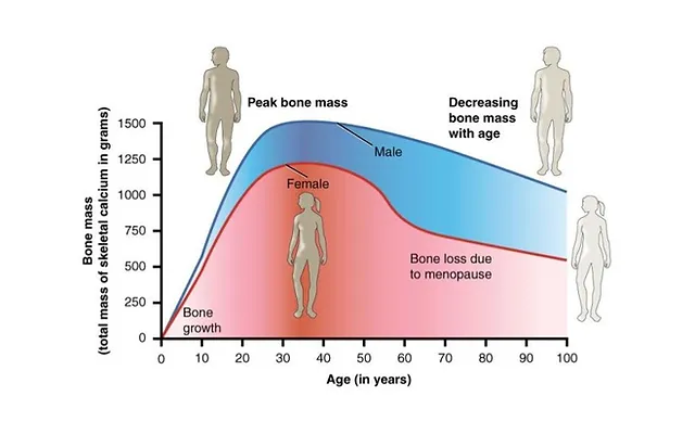 Bone Density Louisville Bone Density Testing Dxp Imaging