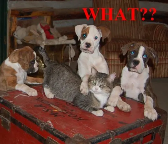 About Puppy Country Myboxerpuppy United States That includes the kennel staff as well as clients during any drop off or pick up. about puppy country myboxerpuppy