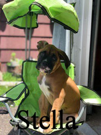 stella.jpeg