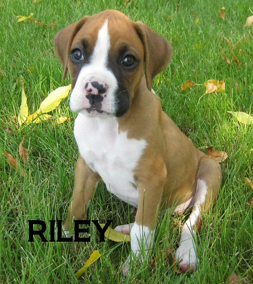 riley3.jpg