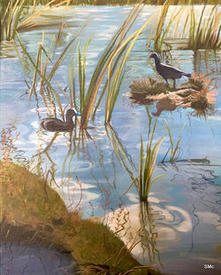 Pukeko nest and reflections