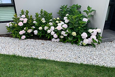 Healthy Plants