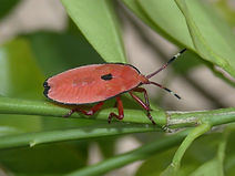 Bronze orange bug on citrus