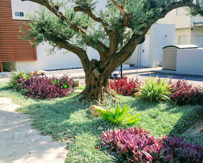 גינה בבנימינה