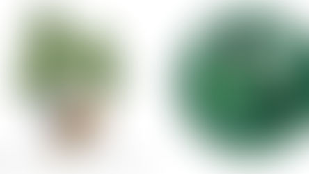 Convegno organizzato da ASSOCIAZIONE SELVICOLTORI DEL TRENTINO - PRO SILVA ITALIA - APS Stella Verde