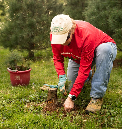 Planting Saplings at the Tree Farm