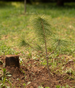Newly Planted Sapling