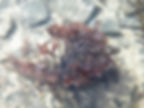 Goémon frisé ou "lichen"