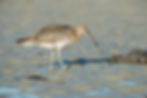 Courlis cendré (Numenius arquata)©Lilian Sineux