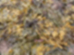 Fucus denté