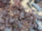 Dulse poivrée