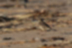 Pipit maritime (Anthus petrosus) © Céline Lecoq