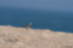 Bergeronnette grise (Motacilla alba)© Céline Lecoq