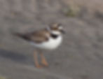 Petit gravelot (Charadrius dubius)