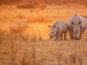 What Is A Group Of Rhinoceros Called?