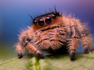 Jumping Spiders: A Guide To These Curious Arachnids