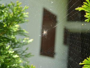 What Attracts Spiders?